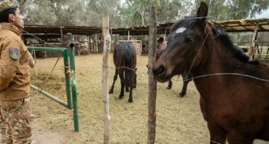 La Paz: Decomisaron casi 70 kilos de carne transportada en forma irregular 