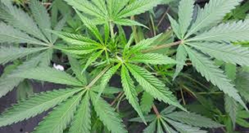Robo Millonario en Plantaci&oacute;n de Cannabis en Santa Rosa