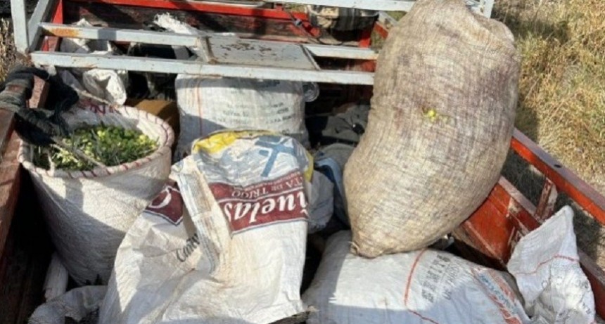 La polic&iacute;a fren&oacute; un robo de aceitunas en Rivadavia 