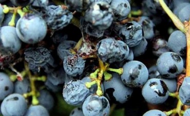 Lobesia botrana: Extienden inscripciones para productores vit&iacute;colas